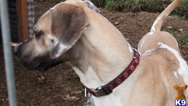Stud Dogs - Great Dane